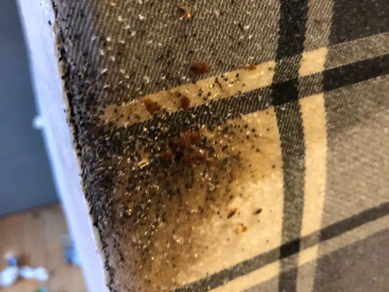 Bed bugs and dark droppings clustered along a mattress seam