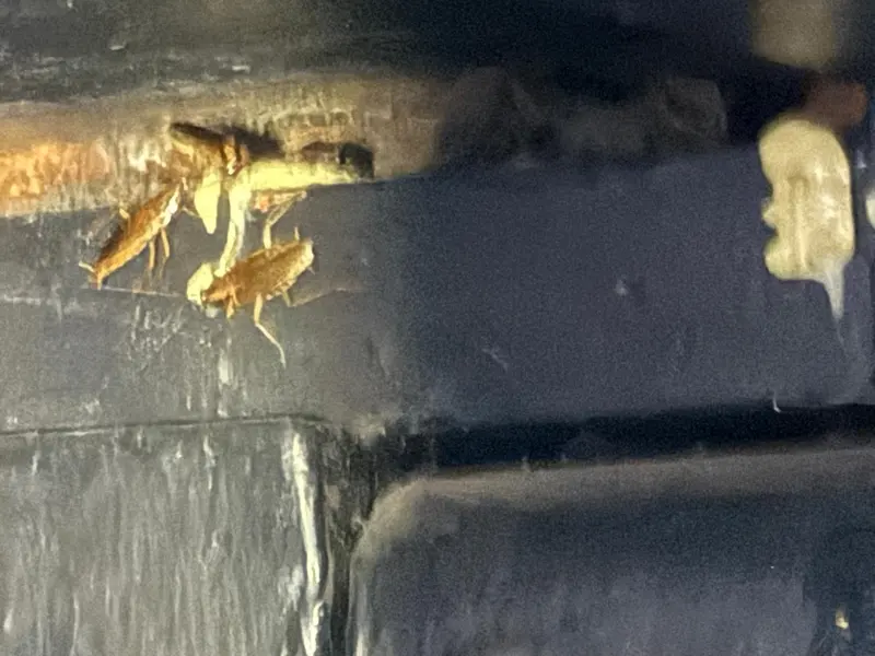 German cockroaches feeding on insecticidal gel bait inside a commercial kitchen