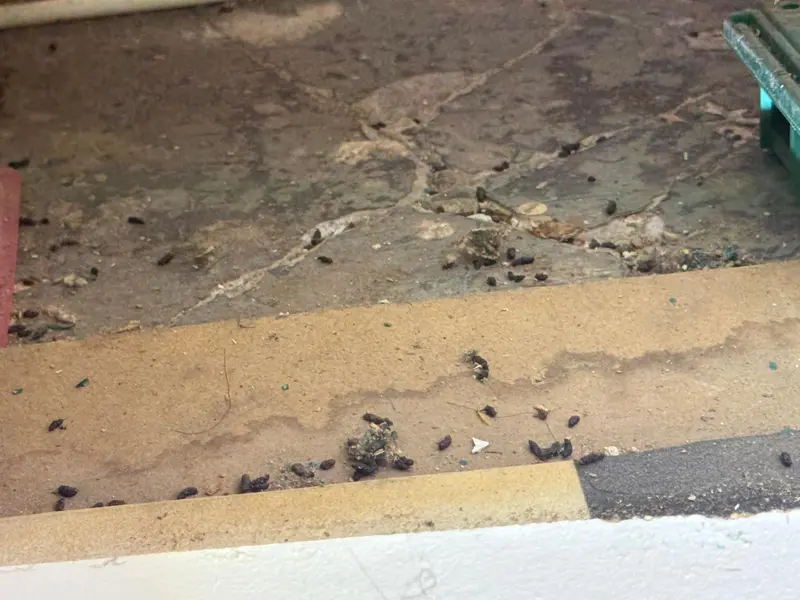 Mouse droppings scattered across a floor and skirting during a heavy infestation
