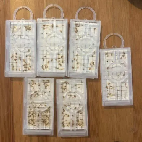 Six moth monitoring traps covered in caught clothes moths